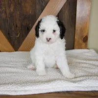 Molly, a female Miniature Bernedoodle for sale in Sugarcreek, OH – 1 of 7