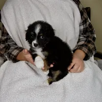 Princess, a female Miniature Bernedoodle for sale in Sugarcreek, OH – 4 of 6