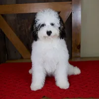 Molly - Micro Mini Teddy Bear, a female Miniature Bernedoodle for sale in Sugarcreek, OH – 7 of 9