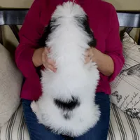 Molly - Micro Mini Teddy Bear, a female Miniature Bernedoodle for sale in Sugarcreek, OH – 8 of 9