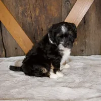 Bandit, a male Miniature Bernedoodle for sale in Sugarcreek, OH – 6 of 8