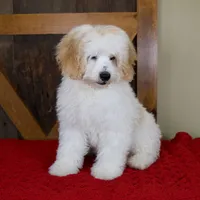 Milo - Micro Mini Teddy Bear, a male Miniature Bernedoodle for sale in Sugarcreek, OH – 3 of 10