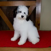 Molly - Micro Mini Teddy Bear, a female Miniature Bernedoodle for sale in Sugarcreek, OH – 3 of 9