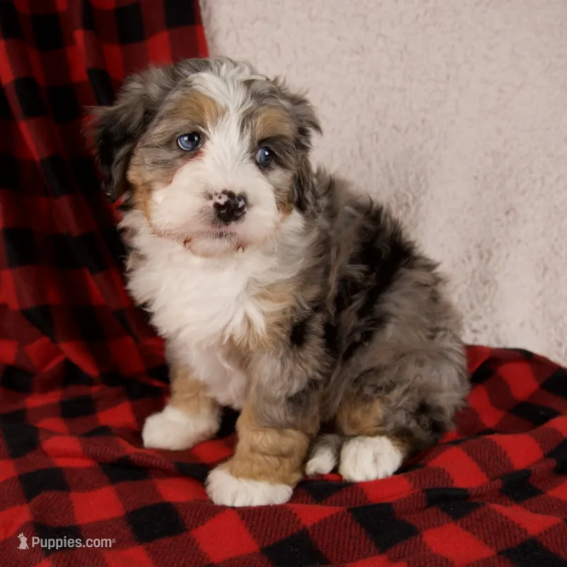 Mercy❤️Genetic Clear Parents