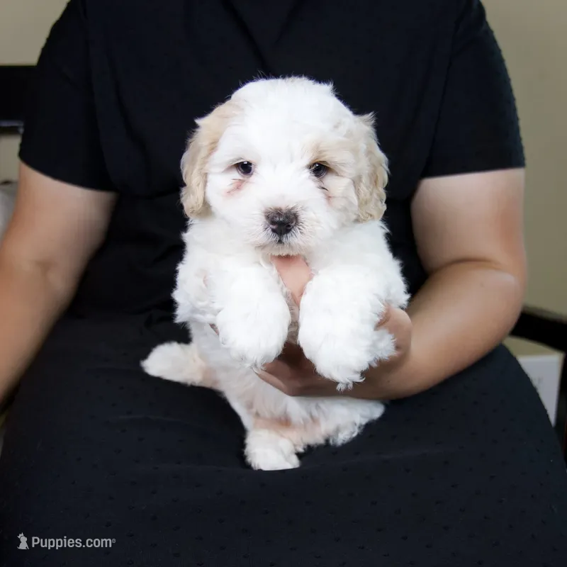 Milo – Miniature Bernedoodle puppy for sale in Sugarcreek, OH