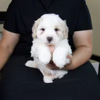 Milo, a male Miniature Bernedoodle for sale in Sugarcreek, OH – 1 of 7