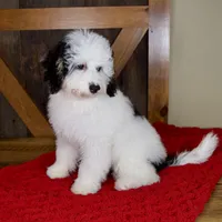 Molly - Micro Mini Teddy Bear, a female Miniature Bernedoodle for sale in Sugarcreek, OH – 2 of 9