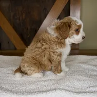 Sanderson, a male Miniature Bernedoodle for sale in Sugarcreek, OH – 4 of 8