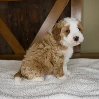 Sanderson, a male Miniature Bernedoodle for sale in Sugarcreek, OH – 5 of 8