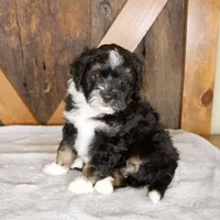 Bandit, a male Miniature Bernedoodle for sale in Sugarcreek, OH – 5 of 8