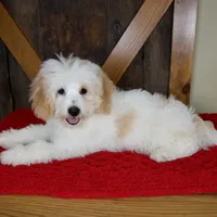 Milo - Micro Mini Teddy Bear, a male Miniature Bernedoodle for sale in Sugarcreek, OH – 5 of 10