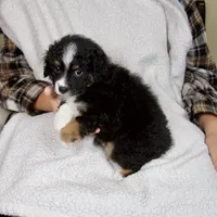 Princess, a female Miniature Bernedoodle for sale in Sugarcreek, OH – 2 of 6