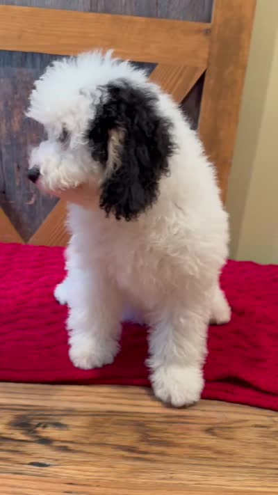 Molly - Micro Mini Teddy Bear, a female Miniature Bernedoodle for sale in Sugarcreek, OH – 9 of 9