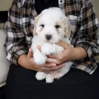 Milo, a male Miniature Bernedoodle for sale in Sugarcreek, OH – 2 of 7
