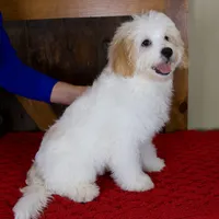 Milo - Micro Mini Teddy Bear, a male Miniature Bernedoodle for sale in Sugarcreek, OH – 6 of 10