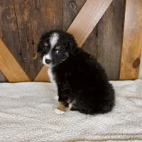 Princess, a female Miniature Bernedoodle for sale in Sugarcreek, OH – 5 of 6