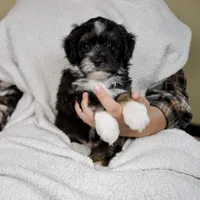 Bandit, a male Miniature Bernedoodle for sale in Sugarcreek, OH – 2 of 8