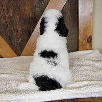 Molly, a female Miniature Bernedoodle for sale in Sugarcreek, OH – 4 of 7