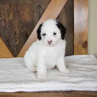 Molly, a female Miniature Bernedoodle for sale in Sugarcreek, OH – 2 of 7