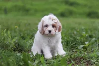 Ellie, a female Cavapoo for sale in Millersburg, OH – 6 of 7