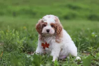 Joshua, a male Cavapoo for sale in Millersburg, OH – 3 of 8