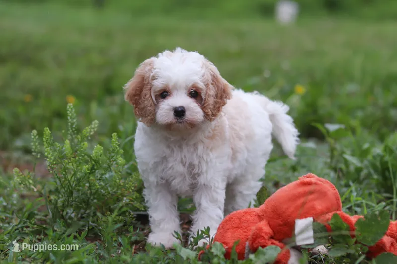 Dylan – Cavapoo puppy for sale in Millersburg, OH