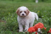 Dylan, a male Cavapoo for sale in Millersburg, OH – 1 of 10