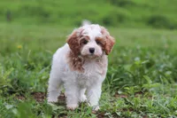 Joshua, a male Cavapoo for sale in Millersburg, OH – 7 of 8