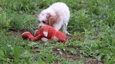Joshua, a male Cavapoo for sale in Millersburg, OH – 8 of 8