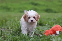 Dylan, a male Cavapoo for sale in Millersburg, OH – 5 of 10