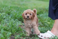 Jaxon, a male Cavapoo for sale in Millersburg, OH – 7 of 8