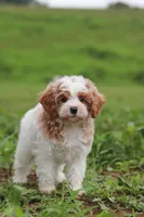 Joshua, a male Cavapoo for sale in Millersburg, OH – 6 of 8