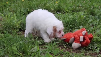 Ellie, a female Cavapoo for sale in Millersburg, OH – 7 of 7
