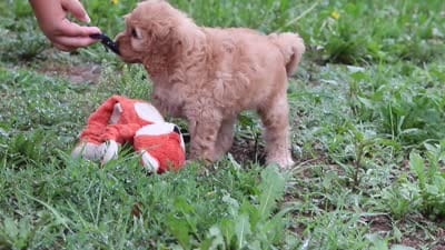 Jaxon, a male Cavapoo for sale in Millersburg, OH – 8 of 8