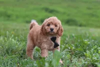 Jaxon, a male Cavapoo for sale in Millersburg, OH – 5 of 8