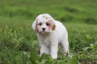 Ellie, a female Cavapoo for sale in Millersburg, OH – 4 of 7