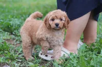 Jaxon, a male Cavapoo for sale in Millersburg, OH – 6 of 8