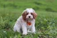 Joshua, a male Cavapoo for sale in Millersburg, OH – 5 of 8