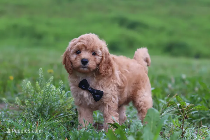 Jaxon – Cavapoo puppy for sale in Millersburg, OH