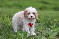 Dylan, a male Cavapoo for sale in Millersburg, OH – 6 of 10