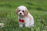 Dylan, a male Cavapoo for sale in Millersburg, OH – 3 of 10