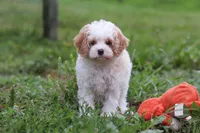 Dylan, a male Cavapoo for sale in Millersburg, OH – 9 of 10