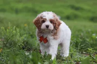 Joshua, a male Cavapoo for sale in Millersburg, OH – 4 of 8