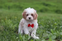 Dylan, a male Cavapoo for sale in Millersburg, OH – 7 of 10
