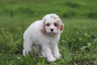 Ellie, a female Cavapoo for sale in Millersburg, OH – 5 of 7