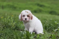 Ellie, a female Cavapoo for sale in Millersburg, OH – 3 of 7
