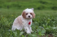 Dylan, a male Cavapoo for sale in Millersburg, OH – 2 of 10