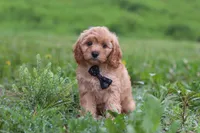 Jaxon, a male Cavapoo for sale in Millersburg, OH – 4 of 8