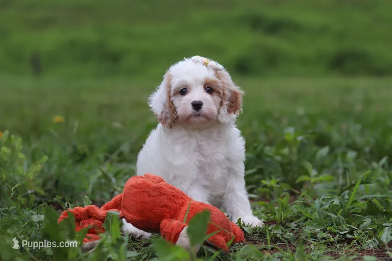 Ellie – Cavapoo puppy for sale in Millersburg, OH