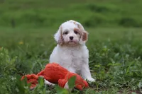 Ellie, a female Cavapoo for sale in Millersburg, OH – 1 of 7